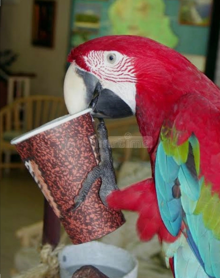 Birds & Parrots