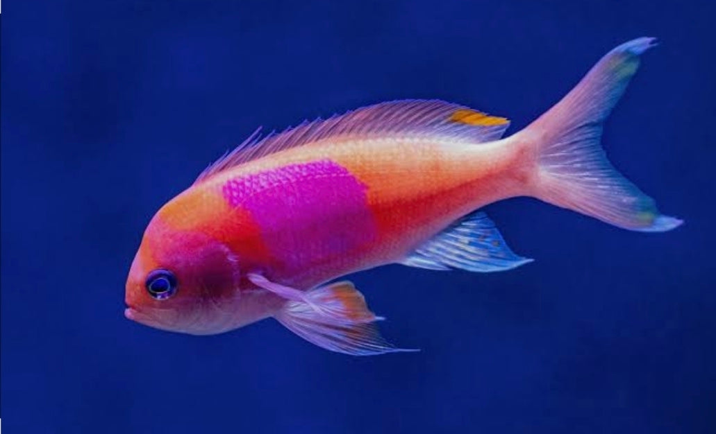 Fish