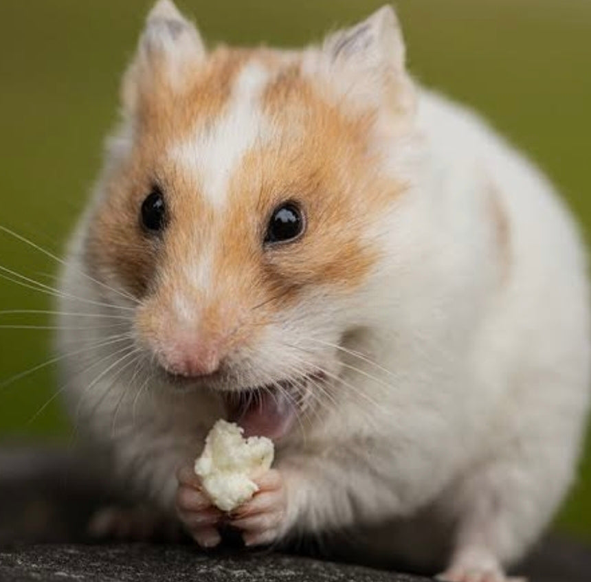 Hamsters